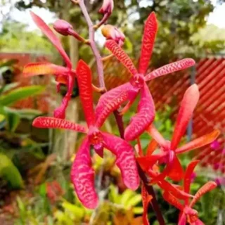 Aranthera Orchids