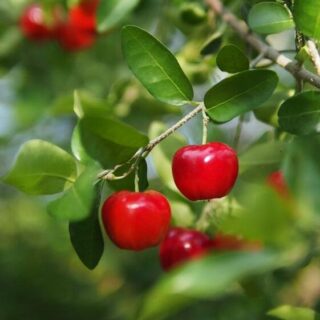 Barbados Cherry plant, West India Cherry