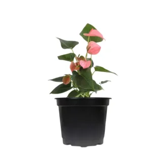 Anthurium Baby Pink