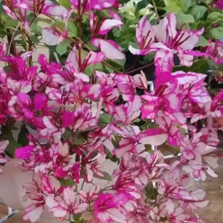 Bougainvillea Bidadari