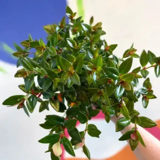 Goldfish Plant ( Black Magic )