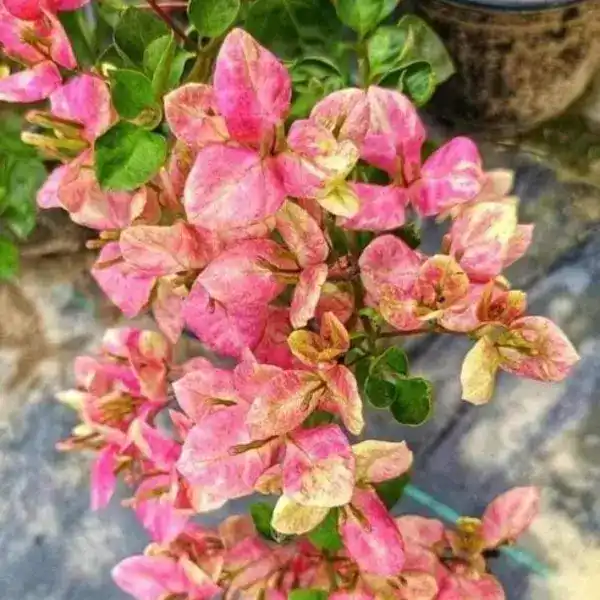 Bougainvillea Black Monalisa