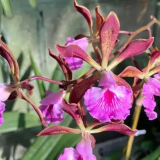 Brassocattleya Varities
