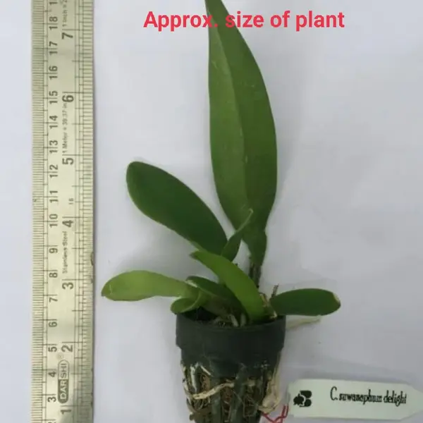 Cattleya Approx Size