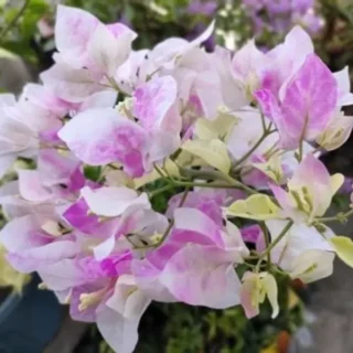 Bougainvillea Chitra Batik