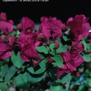 Bougainvillea Chocolate Pink