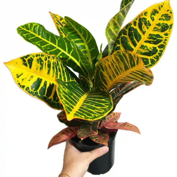 Croton Plant