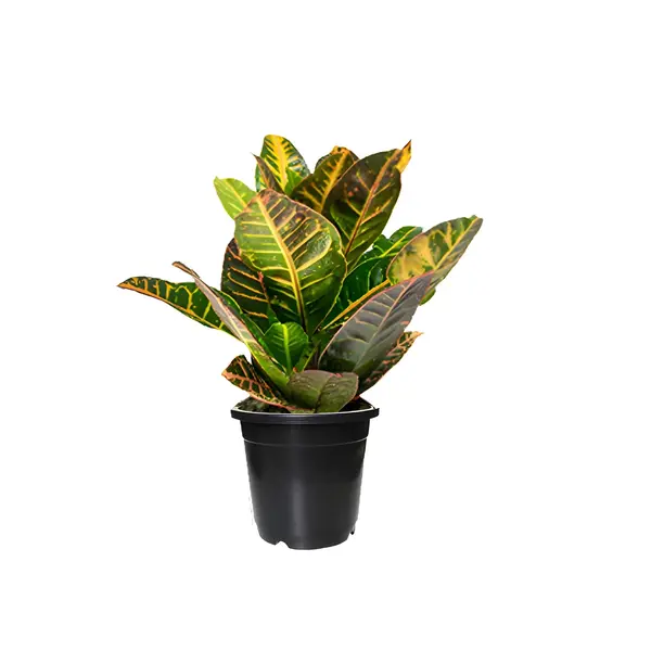 Croton Plant - Codiaeum