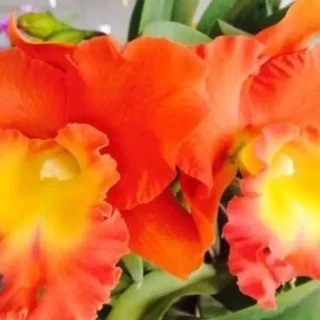 Cattleya(CS-030)