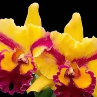 Cattleya(CS-031)
