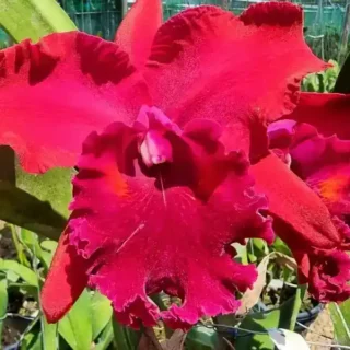 Cattleya Special