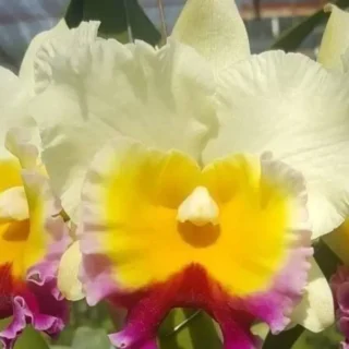 Cattleya(CS-034)