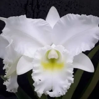 Cattleya(CS-035)
