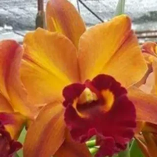 Cattleya(CS-036)