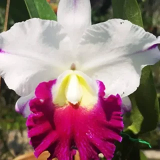 Cattleya (CS-037)