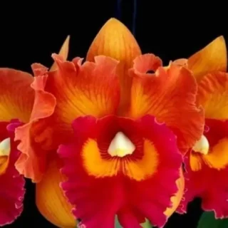 Cattleya(CS-042)