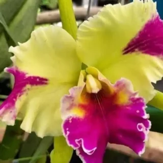 Cattleya(CS-044)