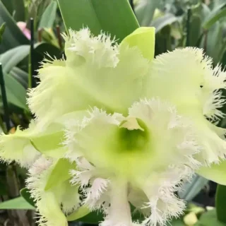 Cattleya(CS-047)
