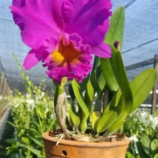 Cattleya(CS-048)
