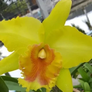 Cattleya(CS-049)