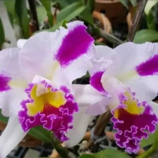 Cattleya(CS-050)