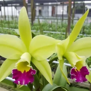 Cattleya(CS-051)