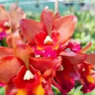 Cattleya Orchids