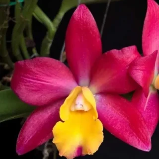 Cattleya(CS-055)