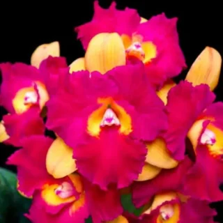 Cattleya (CS-057)