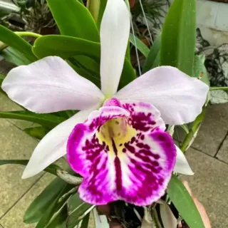 Cattleya (CS-059)