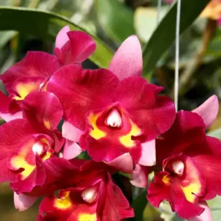 Cattleya (CS-062)