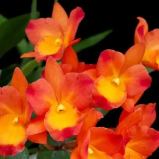 Cattleya(CS-064)