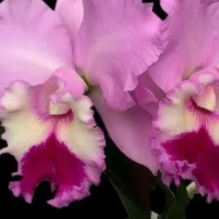 Cattleya (CS-067)