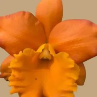 Cattleya (CS-068)
