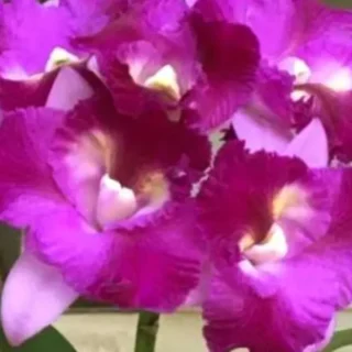 Cattleya (CS-070)