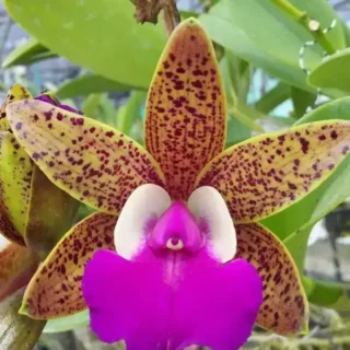 Cattleya (CS-074)