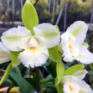 Cattleya (CS-076)
