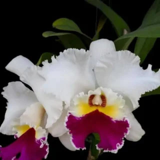 Cattleya (CS-078)