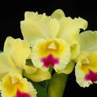 Cattleya (CS-079)