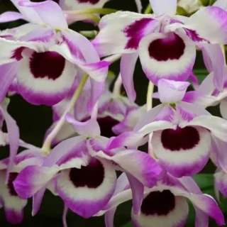 Dendrobium Nobile Nappori Blooming Stage