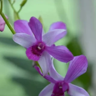 Dendrobium (DM-054)