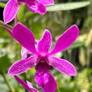 Dendrobium (DM-062)