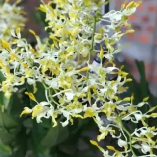 Dendrobium (DM-064)