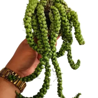 Dischidia Dragon Jade