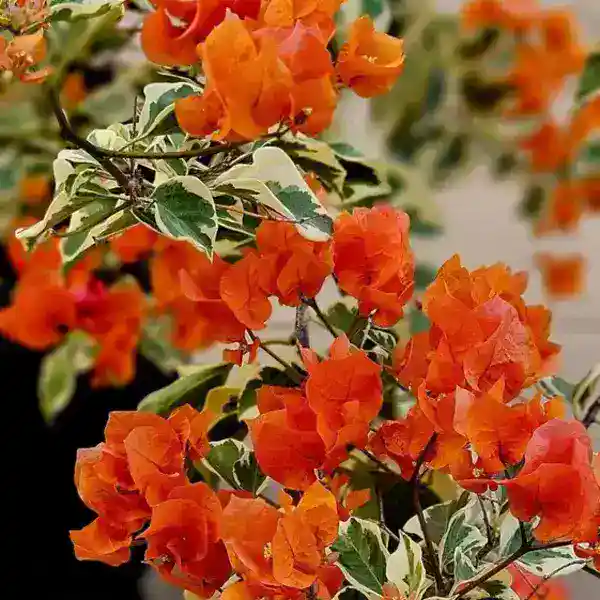 Bougainvillea Dr Rao Orange