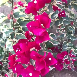 Bougainvillea Dr Rao Red