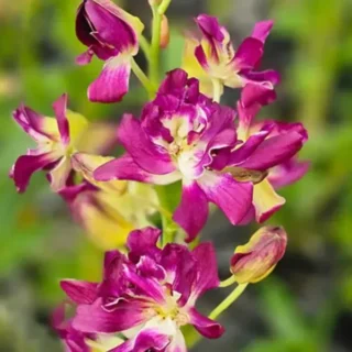 Dendrobium (DS-034)
