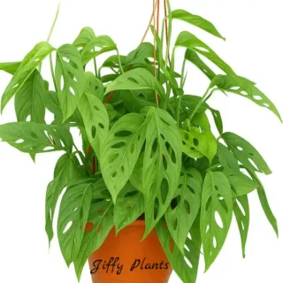 Monstera Adansonii Narrow Form