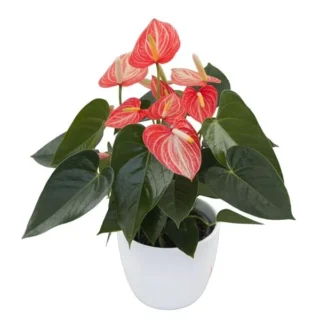 Anthurium Livium