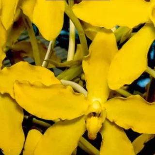 Grammatophyllum Speciosum Var.Alba